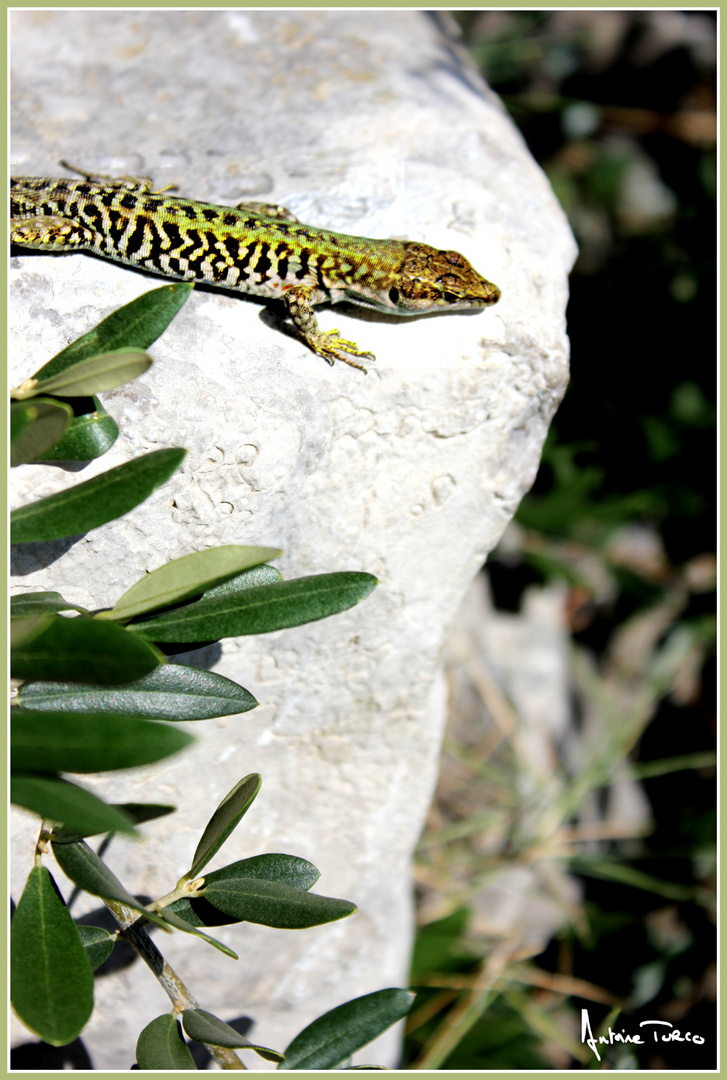 La sieste du lezard