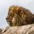 La sieste du lion