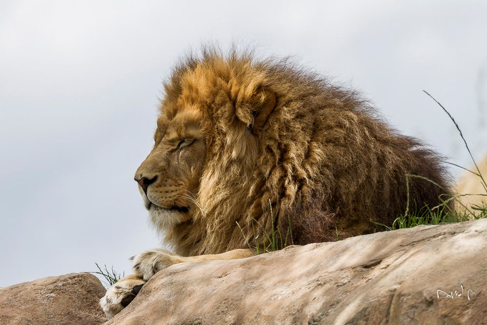 La sieste du lion