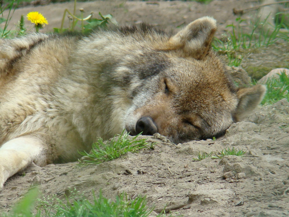 la sieste du loup