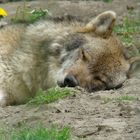 la sieste du loup