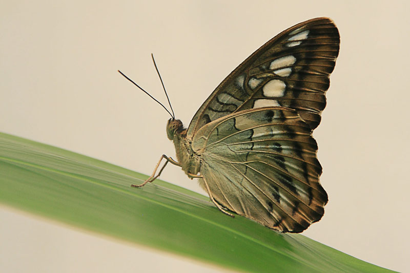 la sieste du papillon