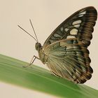 la sieste du papillon