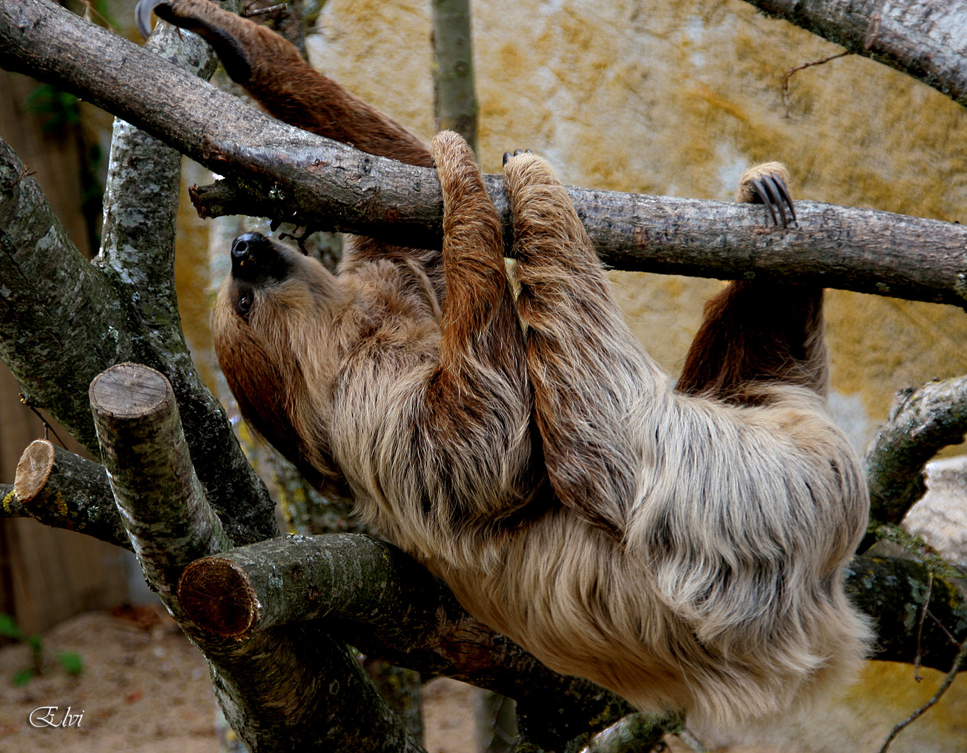 La sieste du paresseux