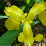 ....la signora in giallo...