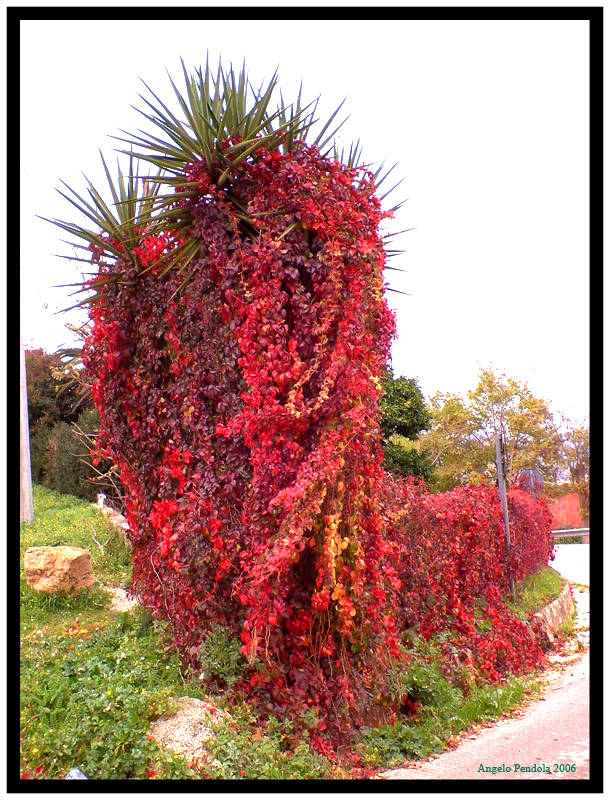 La signora in rosso