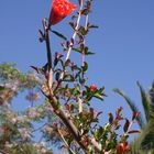 La simpleza de una flor