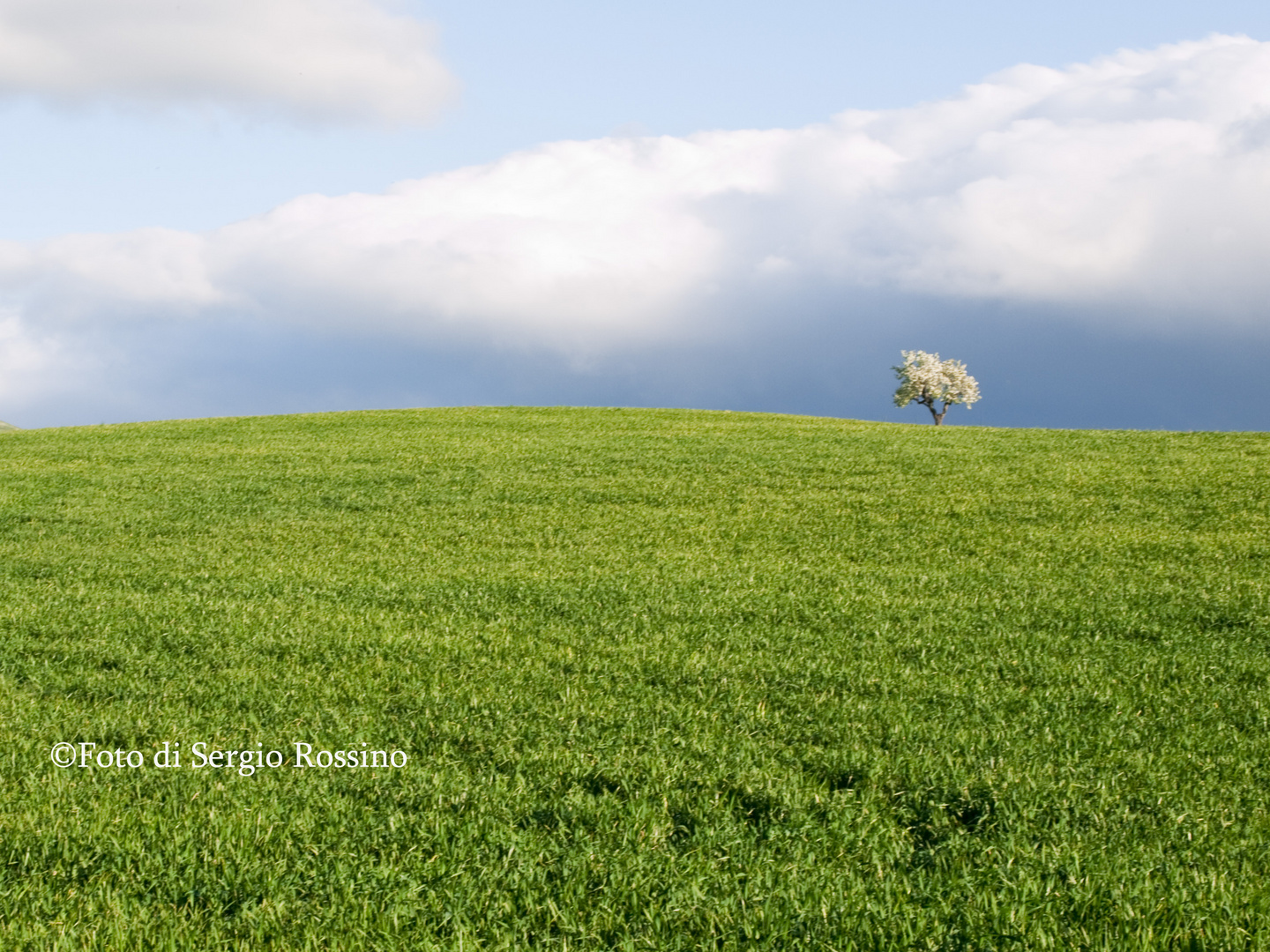 La sindrome dell'albero sularino