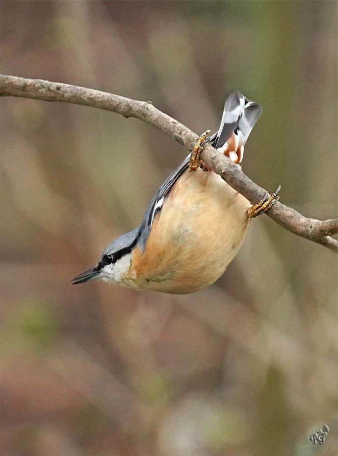 La sitelle torchepot  au jardin ....