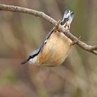 La sitelle torchepot  au jardin ....