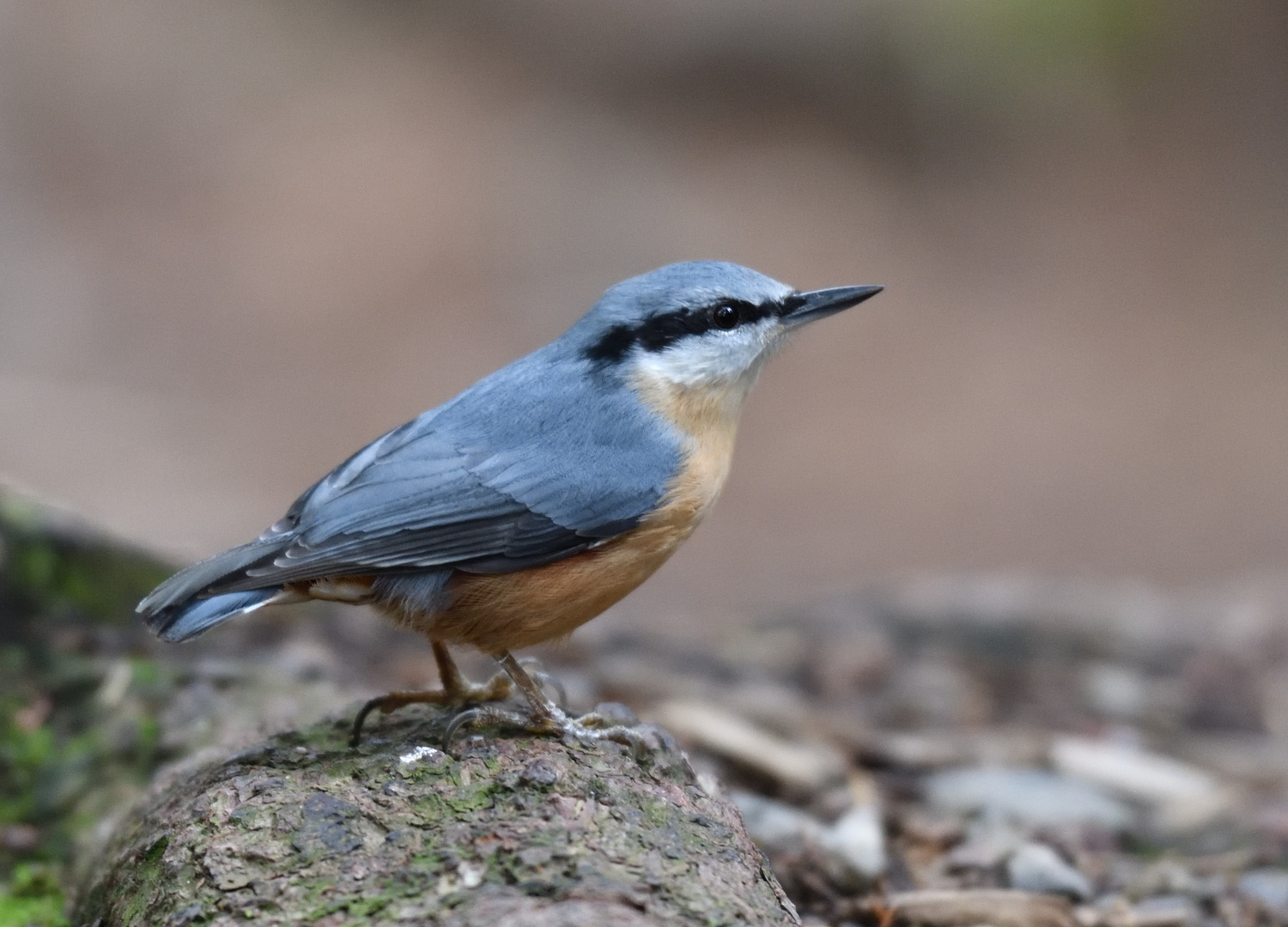 La Sittelle Torchepot Photo Et Image Nature Oiseaux Passereau Images Fotocommunity la sittelle torchepot photo et