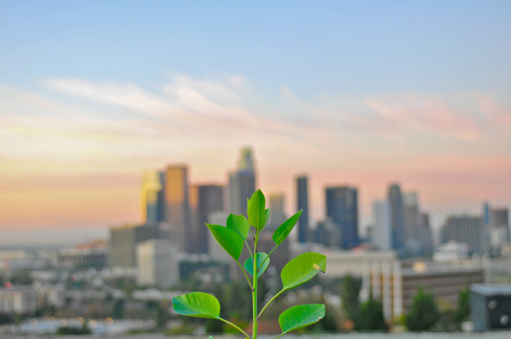 LA skyline from Elysian Park