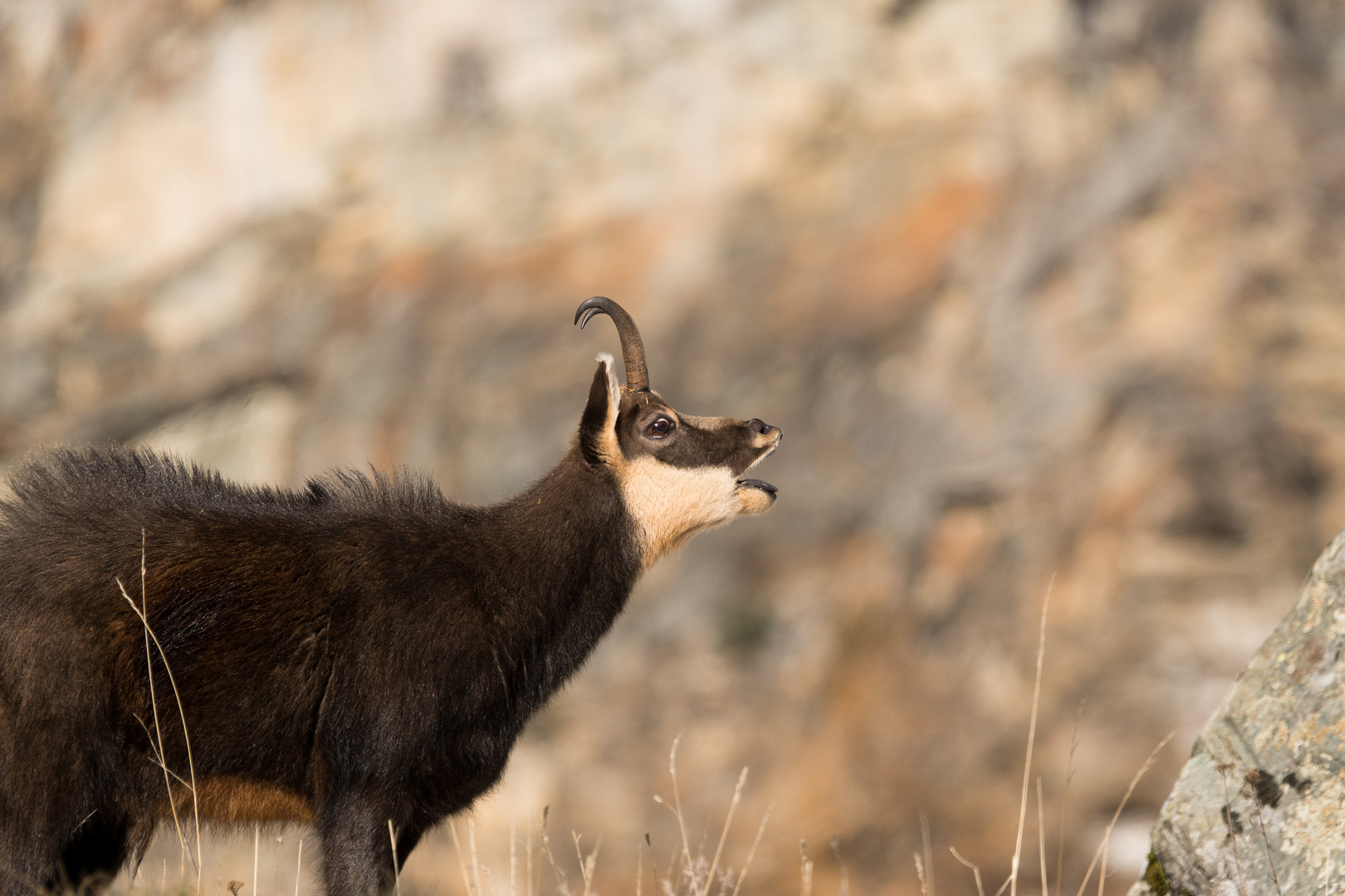 La smorfia del flehmen