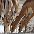 La soif des Impalas