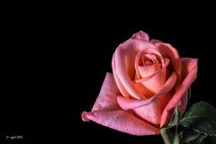 La soledad de la rosa