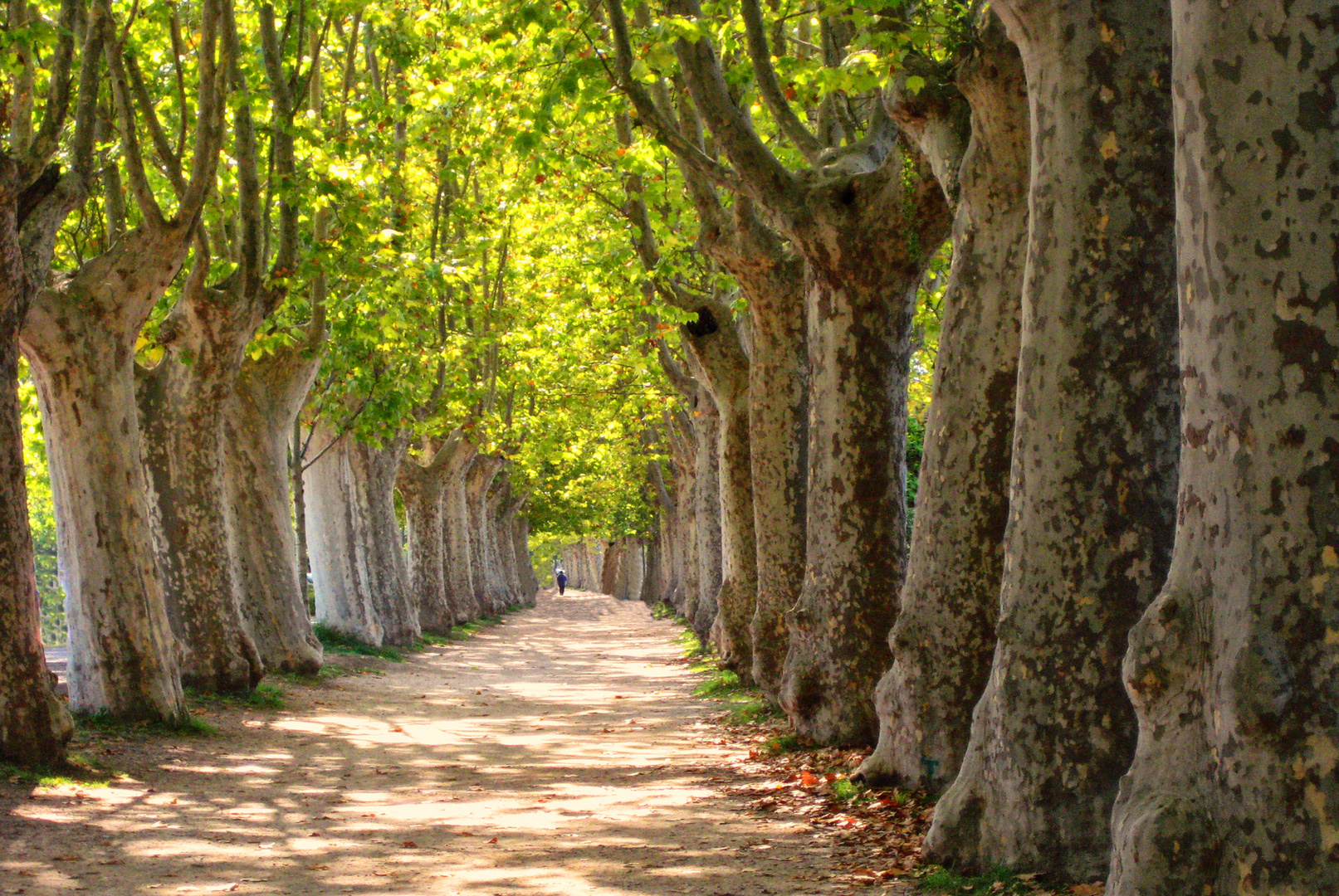 La soledad del camino