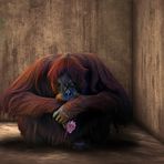 La soledad del chimpancé