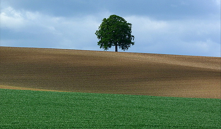 la solitude de l'arbre..