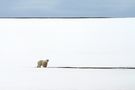 La solitude de l'ours polaire de ennedi 