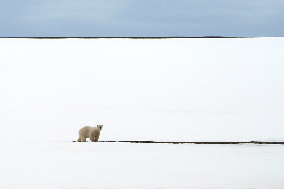 La solitude de l'ours polaire von ennedi 