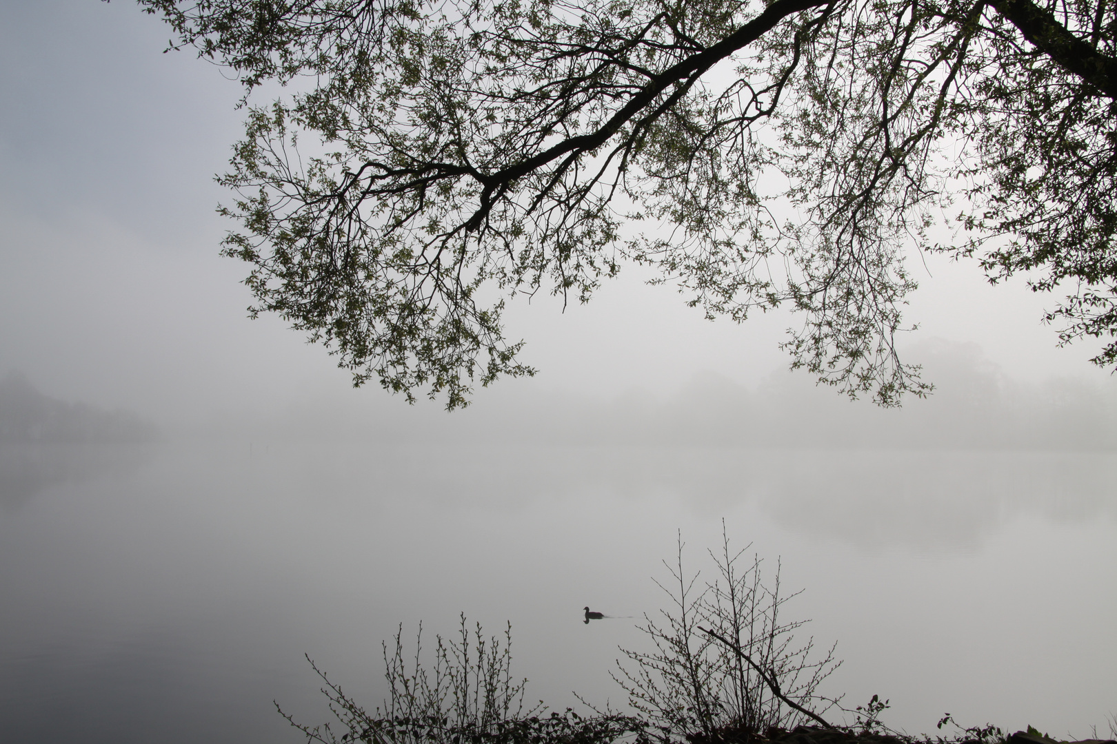 La solitude du canard