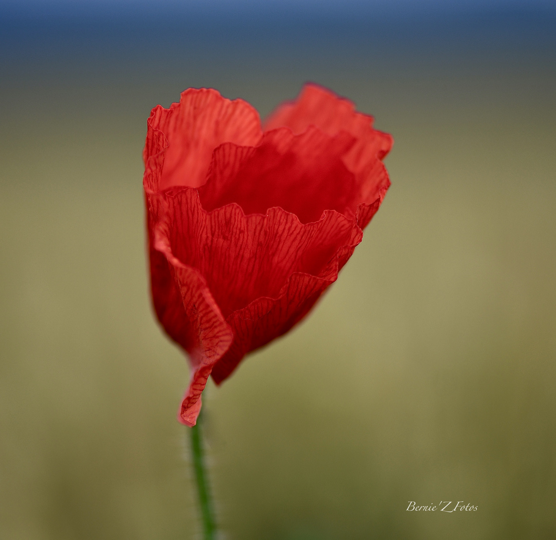 La solitude du coquelicot