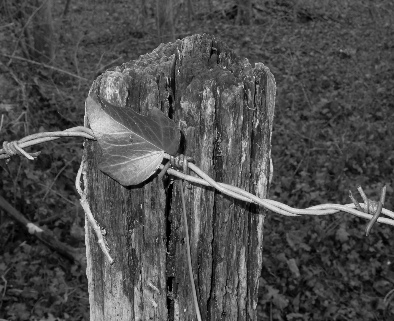 la solitude d'une feuille