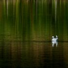 la solitude d'une mouette