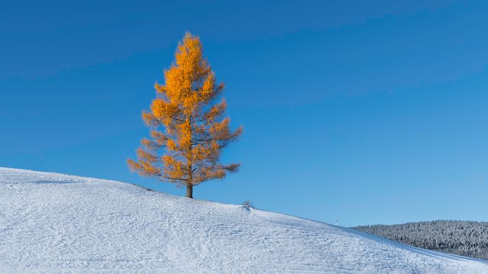 La solitudine........