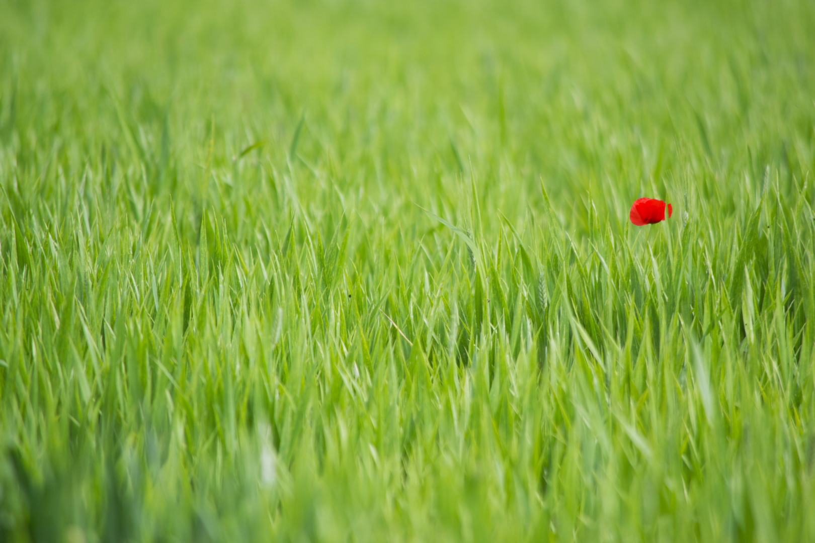 La Solitudine dei Papaveri Primi