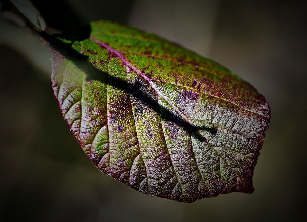 La Sombra