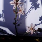 La sombra de la flor