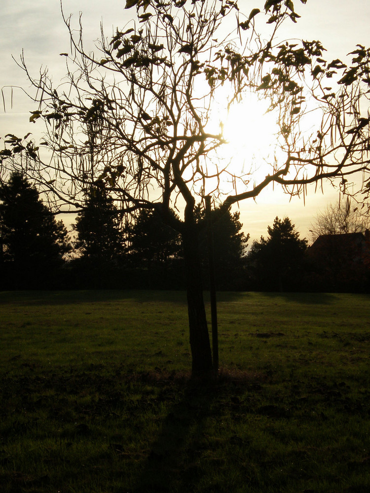 La sombra del árbol