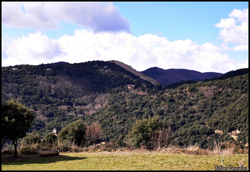 La sombra del arbol