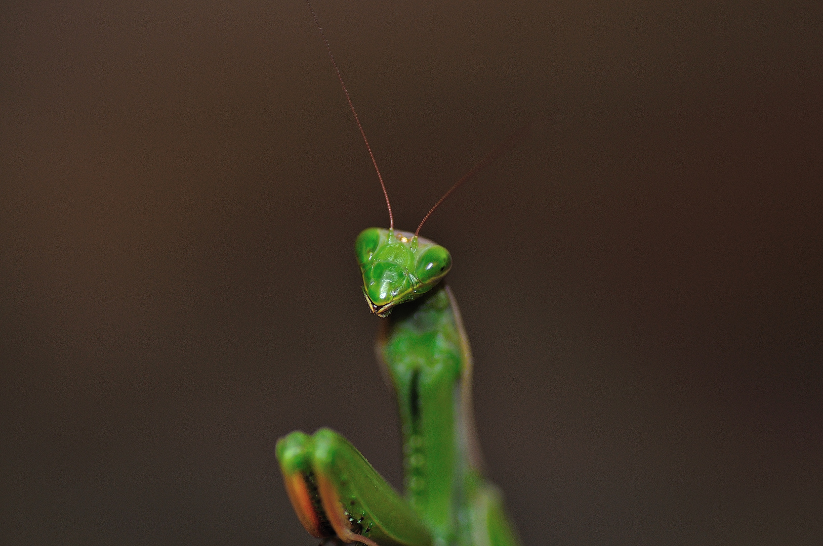 La sonrisa de la "Mantis"