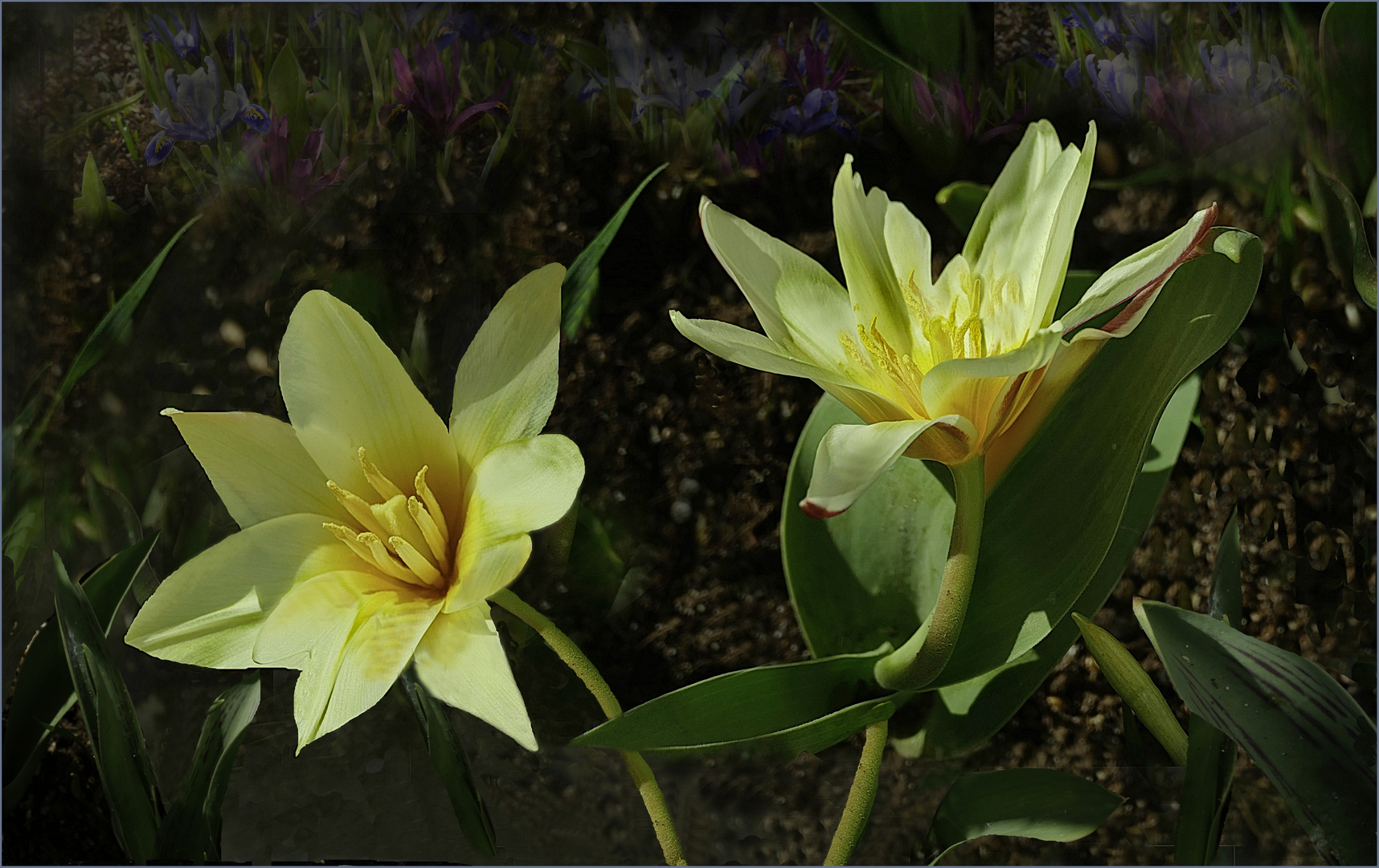  La sonrisa de mi jardin 