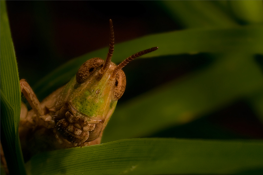 La sonrisa del saltamontes