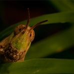 La sonrisa del saltamontes