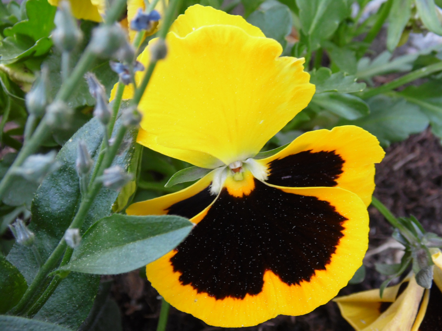 La sonrisa en una flor