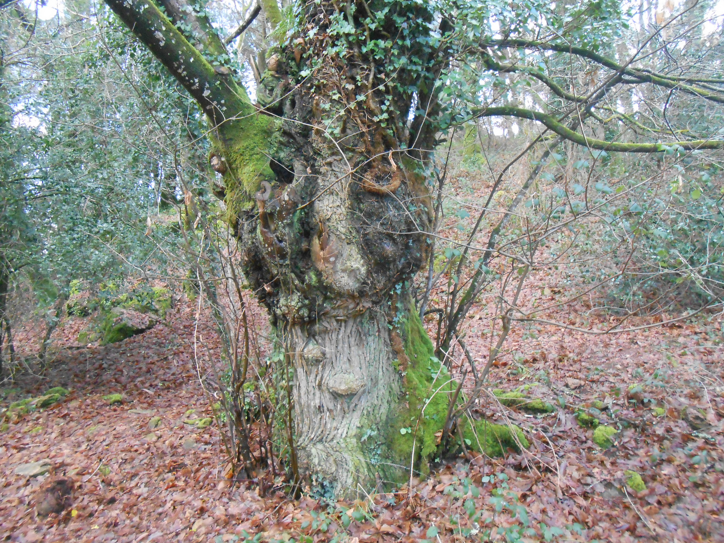 La sorcière de la fôret