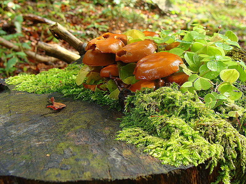 La souche aux champignons