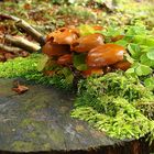 La souche aux champignons