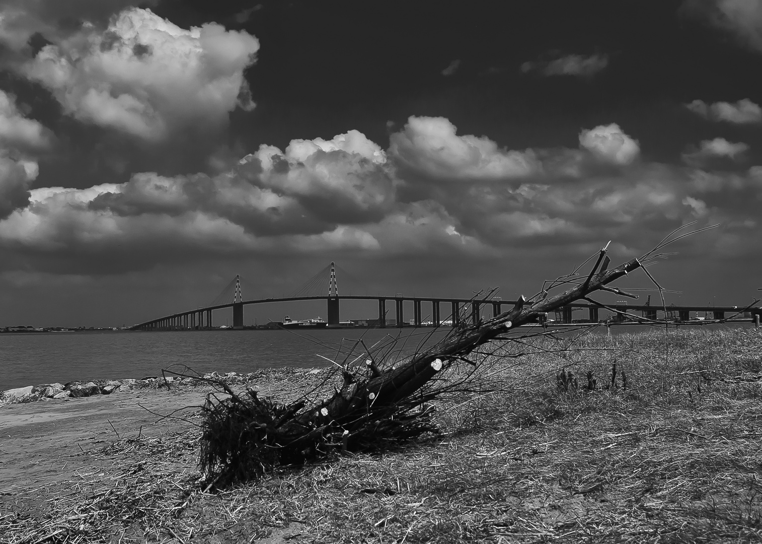 La souche qui se voulait plus grande que le pont ! 