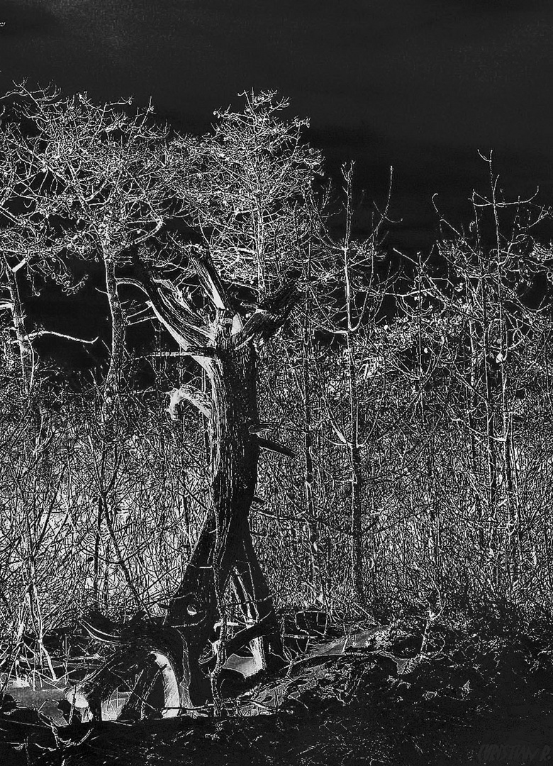 La souffrance de l'arbre......