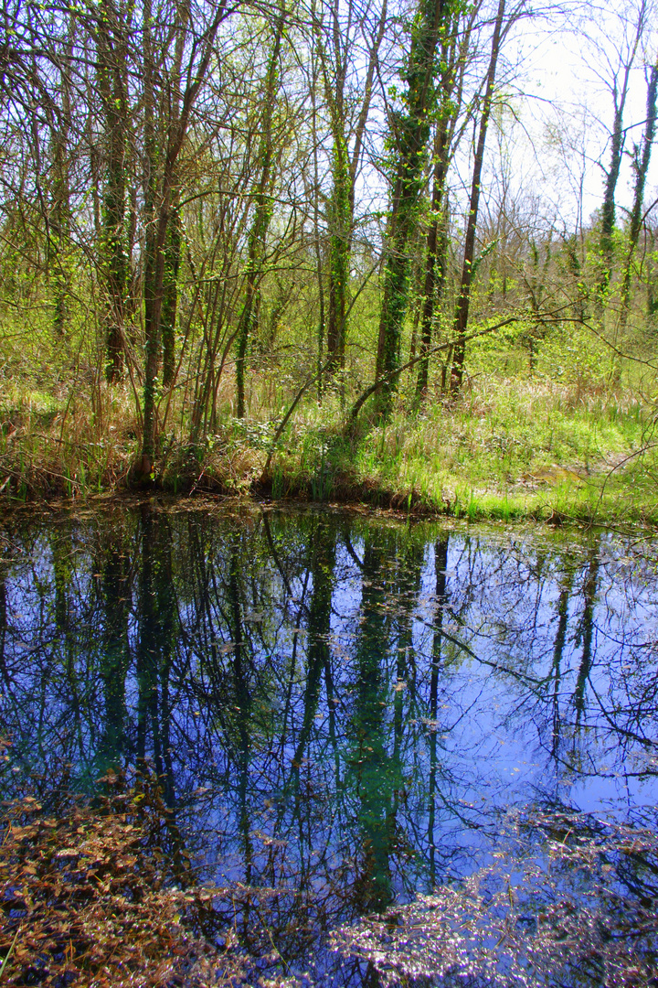 La source des Gours Bénis, Bras, 83