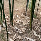 là, sous les bambous