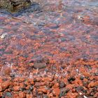 la spiaggia rossa