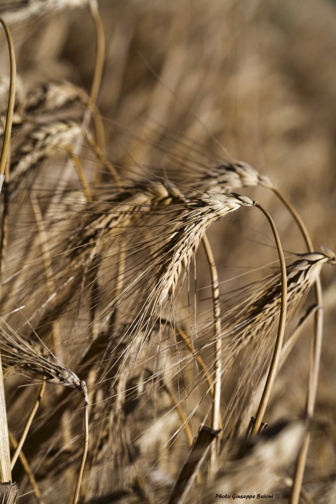 La Spiga di Grano