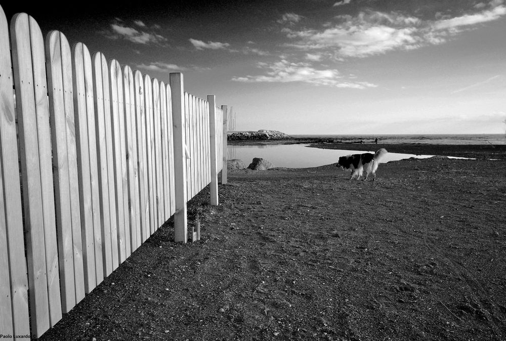 la staccionata e il cane