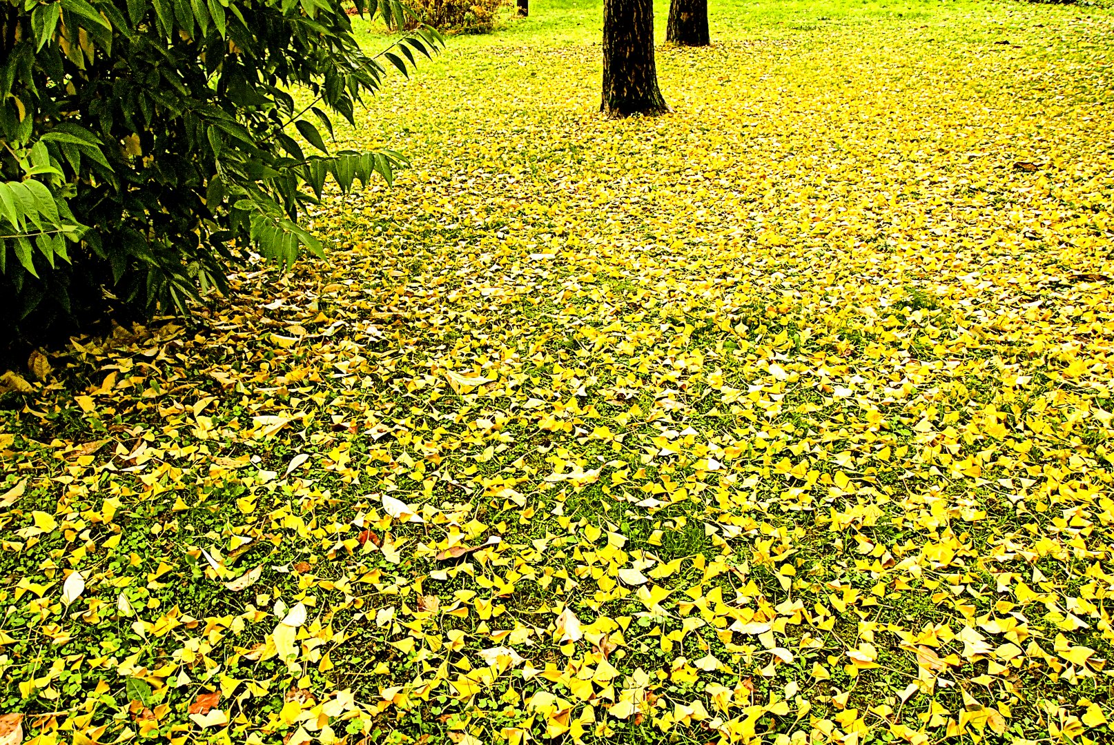 La stagione delGinkgo Biloba.....